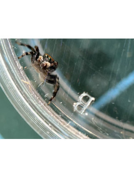 Jumping spider - Maratus griseus (White-banded house jumping spider)