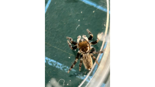 Jumping spider - Maratus griseus (White-banded house jumping spider)