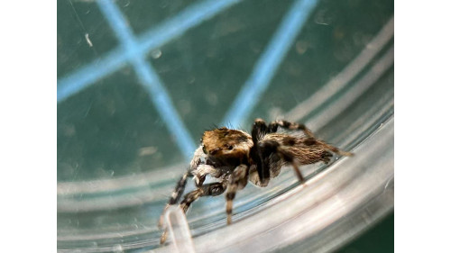 Jumping spider - Maratus griseus (White-banded house jumping spider)