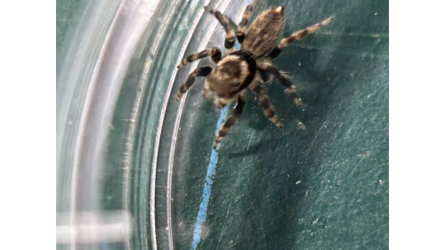 Jumping spider - Maratus griseus (White-banded house jumping spider) Jumping spider - Maratus griseus (White-banded house jumping spider)