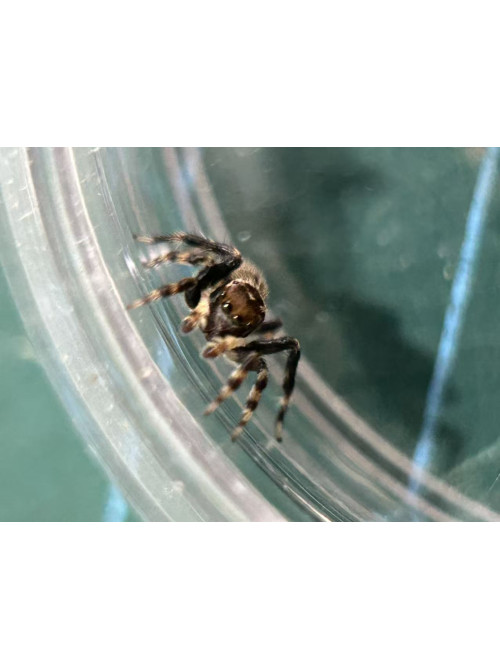 Jumping spider - Maratus griseus (White-banded house jumping spider) Jumping spider - Maratus griseus (White-banded house jumping spider)