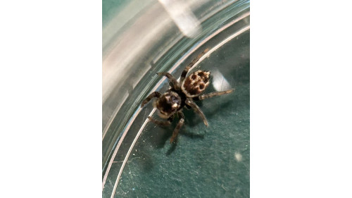 Jumping spider - Maratus griseus (White-banded house jumping spider) Jumping spider - Maratus griseus (White-banded house jumping spider)