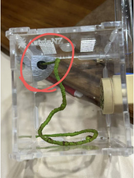Jumping spider magnet hideout