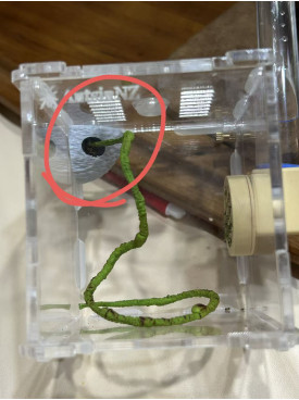 Jumping spider magnet hideout