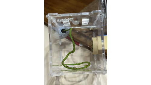Jumping spider house set Jumping spider house set