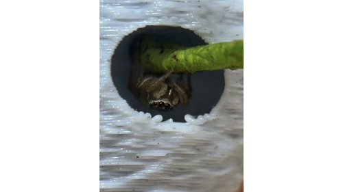 Jumping spider house set Jumping spider house set