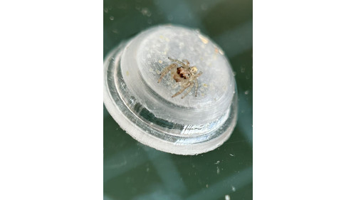 Jumping spider - Opisthoncus poluphemus/cyclops spider, 4mm，maybe female