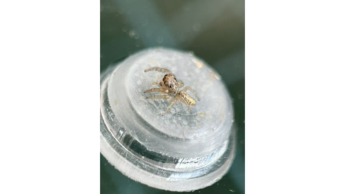 Jumping spider - Opisthoncus poluphemus/cyclops spider, 4mm，maybe female