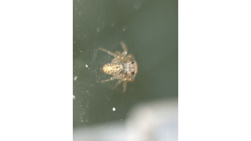 Jumping spider - Opisthoncus poluphemus/cyclops spider, 4mm，maybe female