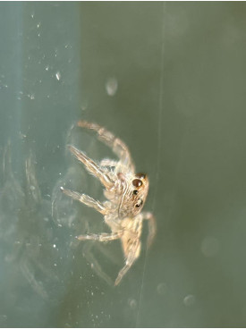 Jumping spider - Opisthoncus poluphemus/cyclops spider, 4mm，maybe female