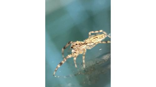 Jumping spider - Helpis minitabunda – Bronze Hopper, juvenile, 7mm Jumping spider - Helpis minitabunda – Bronze Hopper, juvenile, 7mm