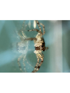 Jumping spider - Helpis minitabunda – Bronze Hopper, juvenile, 7mm