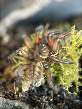 Tunnelweb Spider easy keep full set
