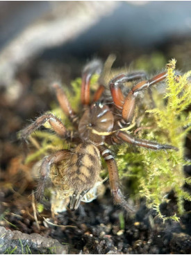 Tunnelweb Spider (Female)