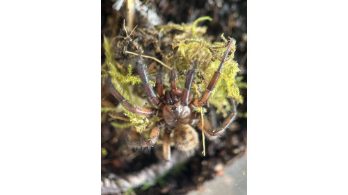 Tunnelweb Spider (Female) Tunnelweb Spider (Female)