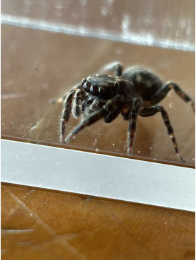 Jumping spider - Salticidae paapaakiri – Large Brown Jumping Spider 8mm
