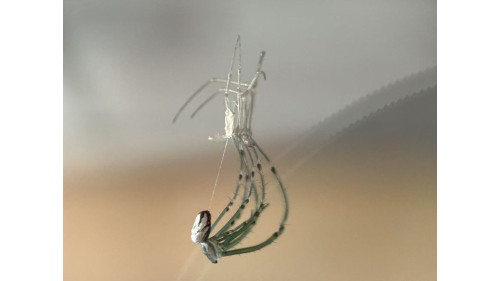 Silver Orb Spider full set Silver Orb Spider full set