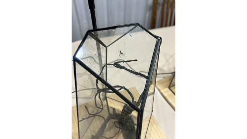 Silver Orb Spider full set Silver Orb Spider full set
