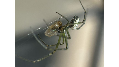 Silver Orb Spider full set Silver Orb Spider full set