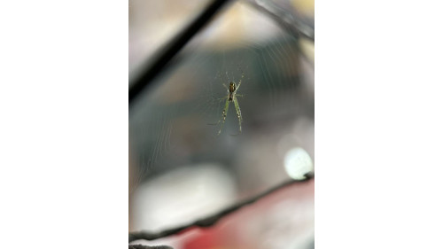 Silver Orb Spider full set Silver Orb Spider full set