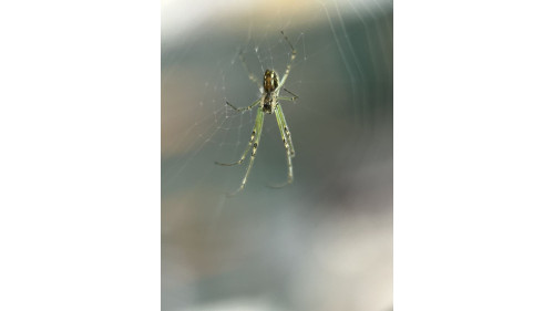 Silver Orb Spider full set Silver Orb Spider full set