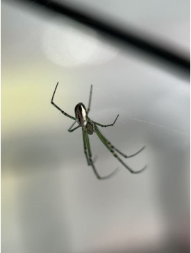 Silver Orb Spider