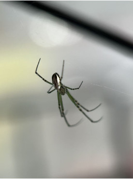 Silver Orb Spider