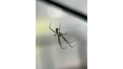 Silver Orb Spider full set Silver Orb Spider full set