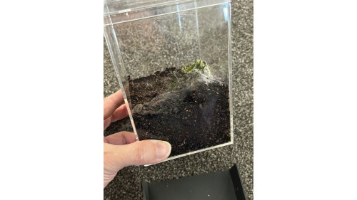 E3 Spider Enclosure – 10 x 10 x 15 cm (Full set) E3 Spider Enclosure – 10 x 10 x 15 cm (Full set)
