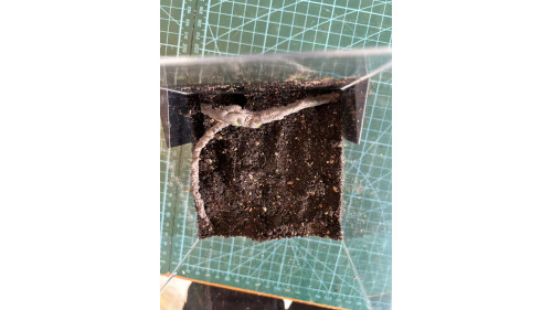 E3 Spider Enclosure – 10 x 10 x 15 cm (Full set) E3 Spider Enclosure – 10 x 10 x 15 cm (Full set)