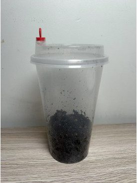 springtails Culture - Easy keep cup - "Gummy springtail"
