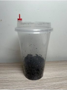 springtails Culture - Easy keep cup - "Gummy springtail"