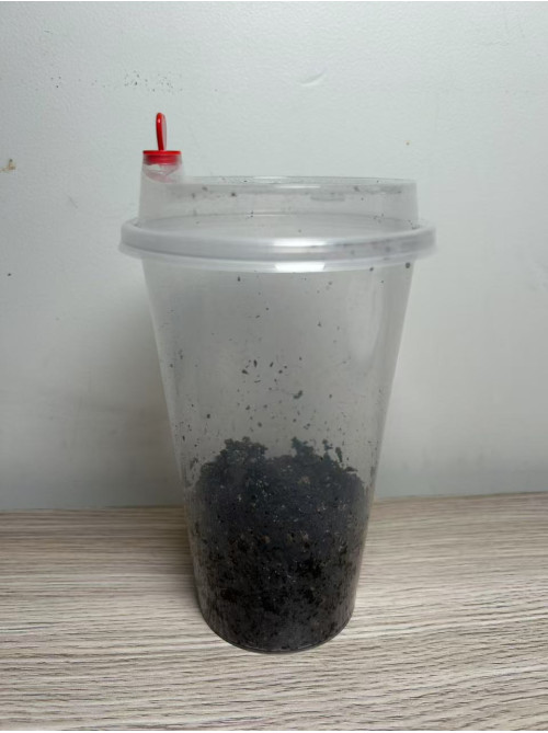 springtails Culture - Easy keep cup - "Gummy springtail"