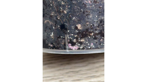 springtails Culture - Easy keep cup - "Gummy springtail"