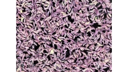 Gummy springtails Culture (gold + purple + red head white)