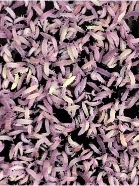 Gummy springtails Culture (gold + purple + red head white)