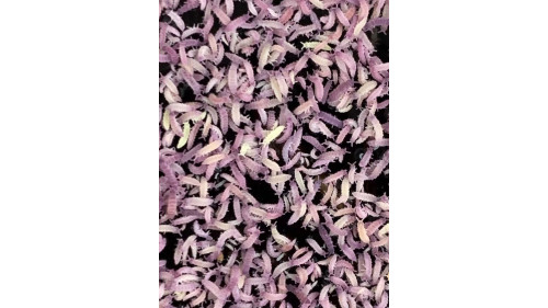 springtails Culture - Easy keep cup - "Gummy springtail"