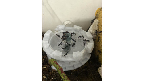 stone drinking tools (Preventing Ants bite)