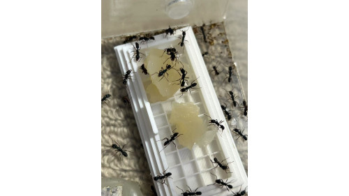 Jelly Food - Formulated food