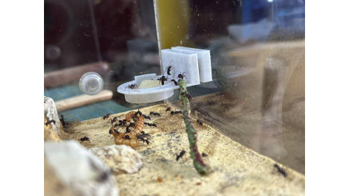 food plate on air (Preventing Ants from Drowning)