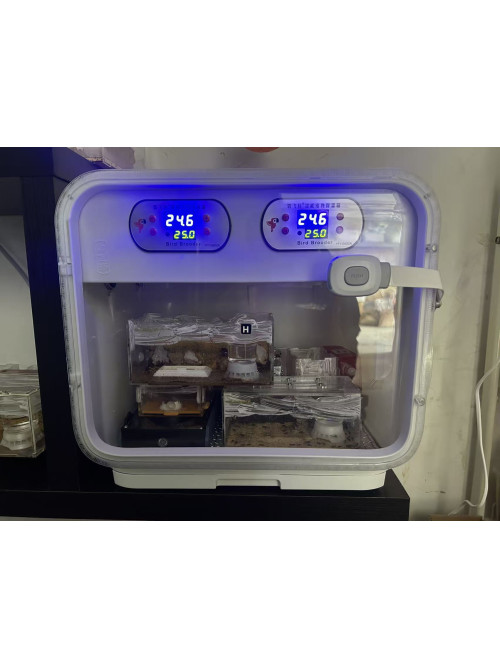 Dual temperature control brooder with auto air fan