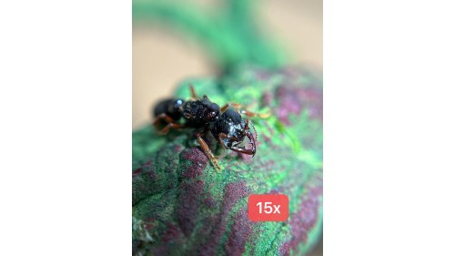 30 x Macro lens for phone ( after I try 20 types)