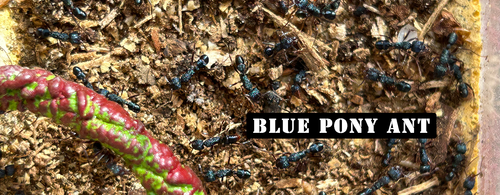 blue pony ant